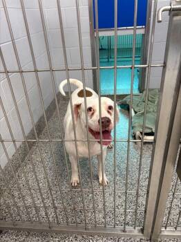 A137506 -  Mixed Breed Dog for Adoption in Palmetto, Florida - A137506 | PetCurious
