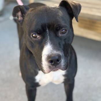 Rescue Mixed Breed Dogs for Adoption in Merriam, Kansas - Diamond | PetCurious