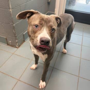 Waltz -  Mixed Breed Dog for Adoption in Nashville, Tennessee - Waltz | PetCurious