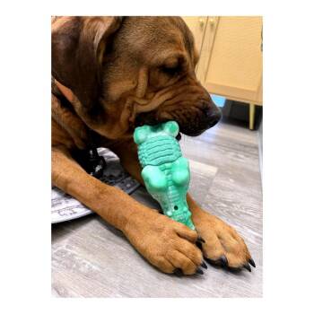 Bandit -  Mastiff Dog for Adoption in Minneapolis, Minnesota - Bandit | PetCurious