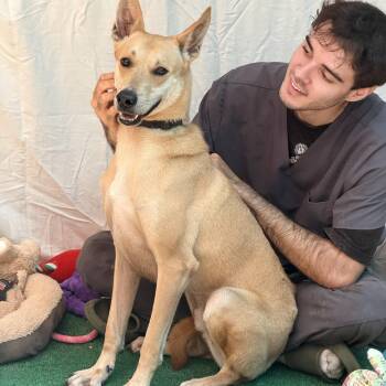 Romeo -  Carolina Dog Dog for Adoption in Punta Santiago, Humacao - Romeo | PetCurious