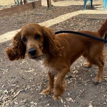 Gilmore -  Cocker Spaniel Dog for Adoption in Sonoma, California - Gilmore | PetCurious