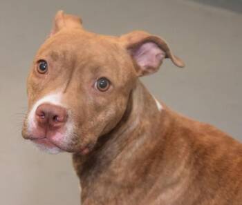 Pit Bull Terrier Dogs Available for Adoption in Des Moines, Iowa - Zara | PetCurious
