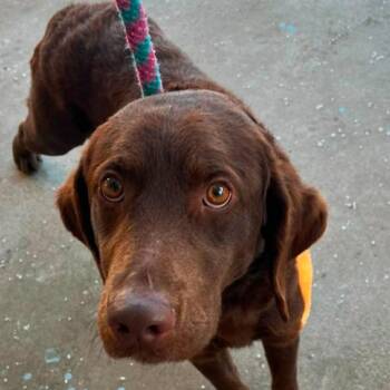Chesapeake Bay Retriever and Chocolate Labrador Retriever Dogs Available for Adoption in Wadena, Minnesota - Stanley | PetCurious