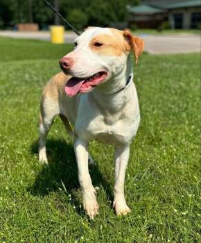 Pit Bull Terrier Dogs Available for Adoption in Leverett, Massachusetts - Roz (LOCATED AT BTDR HQ) | PetCurious