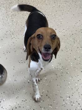 Beagle Dogs Available for Adoption - Dixie | PetCurious