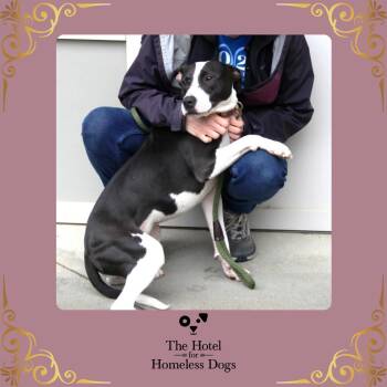 Rescue American Staffordshire Terrier and Labrador Retriever Dogs for Adoption in Cumberland, Rhode Island - Piper | PetCurious