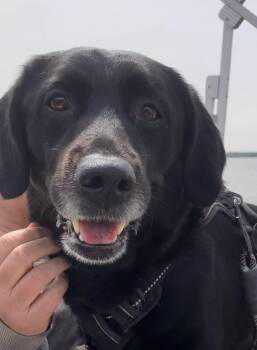 Oliver -  Black Labrador Retriever Dog for Adoption in Indianapolis, Indiana - Oliver | PetCurious