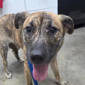 Chancla -  Labrador Retriever and Pit Bull Terrier Dog for Adoption in Madisonville, Kentucky - Chancla | PetCurious