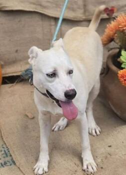 Rescue Labrador Retriever Dogs for Adoption in Brookeville, Maryland - Lovey | PetCurious