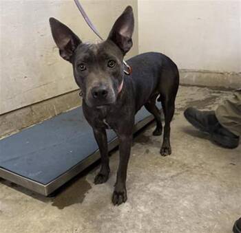 A886701 -  Pit Bull Terrier and Mixed Breed Dog for Adoption in Camarillo, California - A886701 | PetCurious