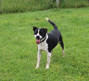 Mixed Breed Dogs Available for Adoption in Plain City, Ohio - TOM | PetCurious