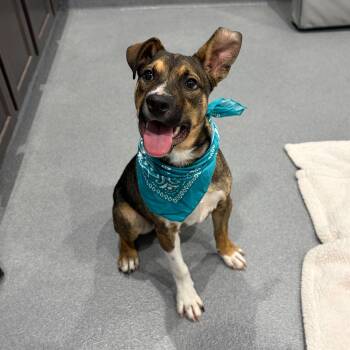 Mixed Breed Dogs Available for Adoption in Canal Winchester, Ohio - Barnabas | PetCurious