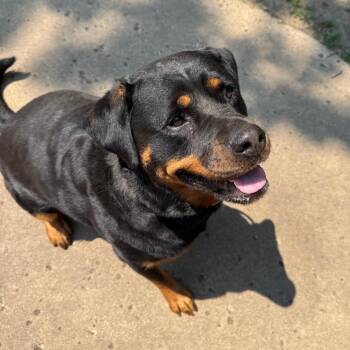 Ava -  Rottweiler Dog for Adoption in Bismarck, North Dakota - Ava | PetCurious