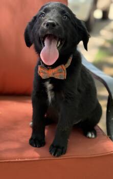 Rescue Black Labrador Retriever Dogs for Adoption in Phoenix, Arizona - Comet | PetCurious