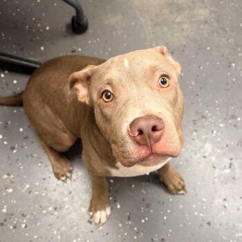 Benji -  Mixed Breed Dog for Adoption in Columbiana, Alabama - Benji | PetCurious