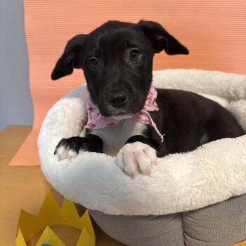 Labrador Retriever Dogs Available for Adoption in Newberg, Oregon - Savannah (Peach)  | PetCurious