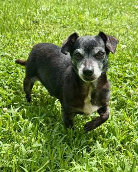 Max -  Chihuahua Dog for Adoption in Lucedale, Mississippi - Max | PetCurious
