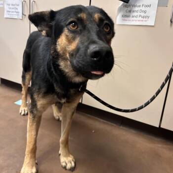Mira -  German Shepherd Dog Dog for Adoption in Flagstaff, Arizona - Mira | PetCurious