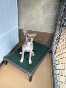 Terrier and Mixed Breed Dogs Available for Adoption in Chula Vista, California - BLOSSOM | PetCurious