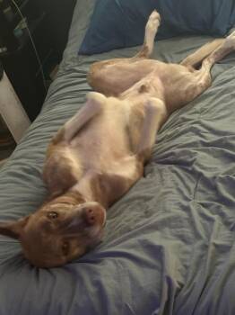 Rescue Catahoula Leopard Dog and Husky Dogs for Adoption in White Settlement, Texas - Beetle | PetCurious