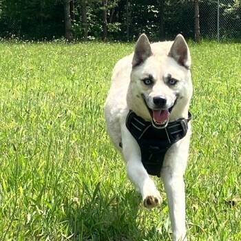 Rescue Husky and Pomeranian Dogs for Adoption in Tawas City, Michigan - Dandelion | PetCurious
