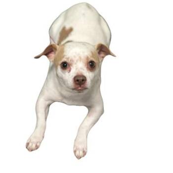 Theo -  Chihuahua Dog for Adoption in Red Bluff, California - Theo | PetCurious