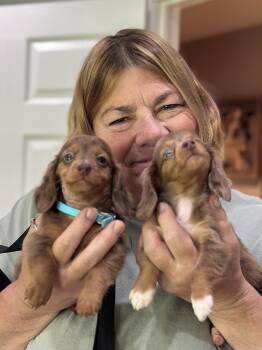 Hans & Lisel -  Dachshund Dog for Adoption in Chester Springs, Pennsylvania - Hans & Lisel | PetCurious
