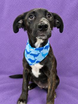 Pluto -  Australian Shepherd and Border Collie Dog for Adoption in Lodi, California - Pluto | PetCurious