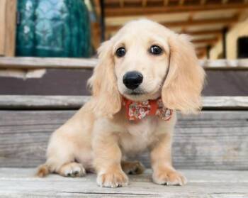 Super Bunch -  Dachshund Dog for Adoption in Blessing, Texas - Super Bunch | PetCurious