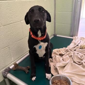 Black Labrador Retriever and Poodle Dogs Available for Adoption in West Palm Beach, Florida - Suds | PetCurious