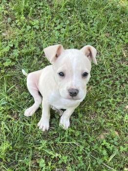 Terrier Dogs Available for Adoption in Greensboro, Georgia - Jasmine | PetCurious