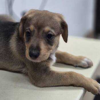 Lila -  Mixed Breed Dog for Adoption in Ardmore, Oklahoma - Lila | PetCurious