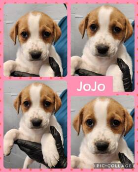 Labrador Retriever and Boxer Dogs Available for Adoption in Ringwood, New Jersey - JoJo | PetCurious