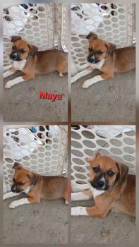 Rescue Hound Dogs for Adoption in Lonsdale, Arkansas - Maya | PetCurious