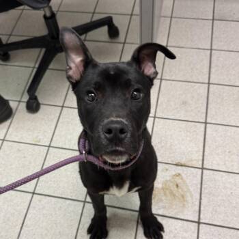 Titus -  Mixed Breed Dog for Adoption in Charleston, West Virginia - Titus | PetCurious