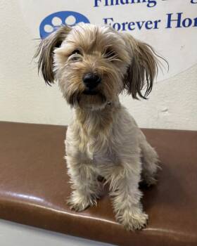 Yorkshire Terrier and Dachshund Dogs Available for Adoption in Las Vegas, Nevada - Milo | PetCurious