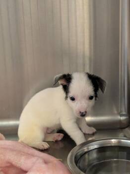 Bonnie -  Chihuahua and Mixed Breed Dog for Adoption in Brownwood, Texas - Bonnie | PetCurious