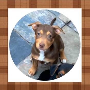 Rescue Rottweiler Dogs for Adoption in Plano, Texas - Donner | PetCurious