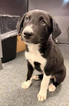Border Collie Dogs Available for Adoption in Boise, Idaho - Clyde | PetCurious
