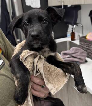 Olivia -  Mixed Breed Dog for Adoption in Kansas City, Missouri - Olivia | PetCurious