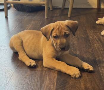 German Shepherd Dog and Labrador Retriever Dogs Available for Adoption - Eddie The Shepherd Mix Puppy | PetCurious