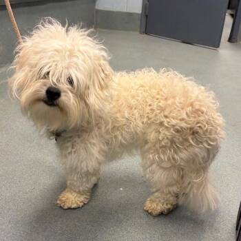 Harry -  Mixed Breed Dog for Adoption in Fredericksburg, Virginia - Harry | PetCurious