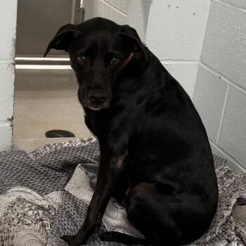 University -  Black Labrador Retriever Dog for Adoption in Chattanooga, Tennessee - University | PetCurious