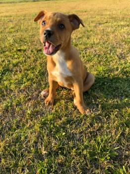 Mixed Breed Dogs Available for Adoption - Blondie | PetCurious