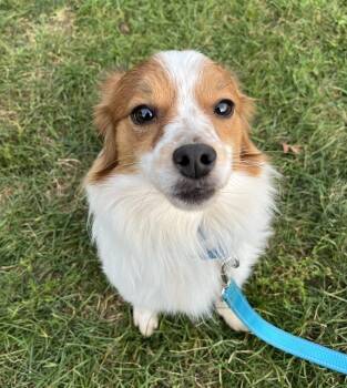 Gherkin -  Pomeranian and Papillon Dog for Adoption in Mahwah, New Jersey - Gherkin | PetCurious