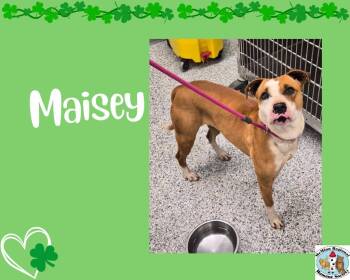 Terrier Dogs Available for Adoption - Maisey | PetCurious