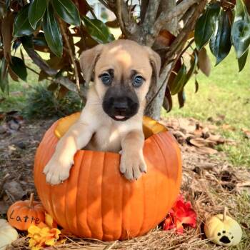 Rescue Dachshund and Chow Chow Dogs for Adoption in New Orleans, Louisiana - Latte | PetCurious