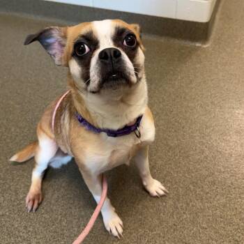 Pug and Chihuahua Dogs Available for Adoption in Council Bluffs, Iowa - Hallie | PetCurious