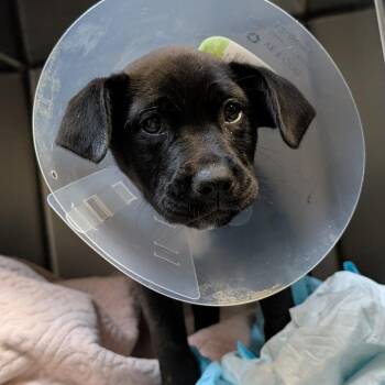Black Labrador Retriever and Pit Bull Terrier Dogs Available for Adoption in Pasadena, California - Coco | PetCurious